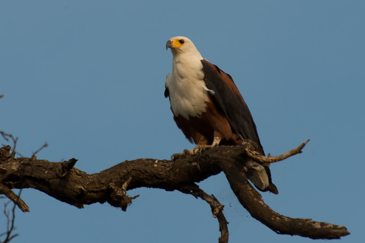 Resultado de imagem para Haliaeetus vocifer