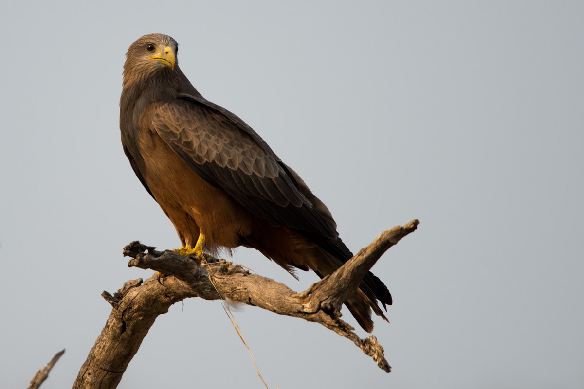 Yellow Billed Kite