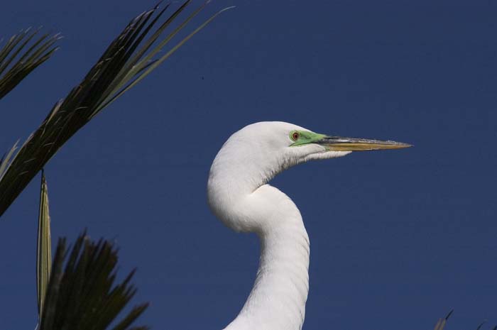 GreatEgret