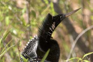 anhinga1