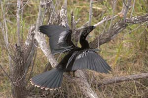 anhinga2