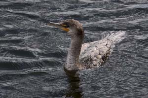 cormorant