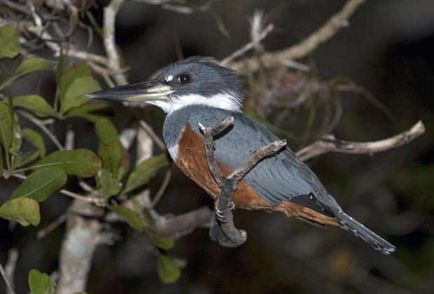 kingfisher