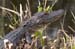 alligator