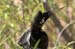 anhinga1