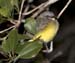 flycatcher