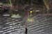 greenheron