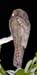 potoo