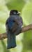 trogon1