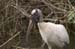 woodstork2