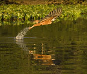 Black-Collared Hawk