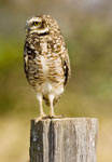 Burrowing Owl