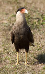 Southern Crested Caracara