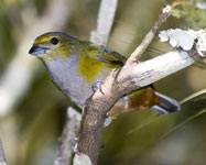 Chestnut-Bellied Euphonia