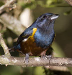 Chestnut-Bellied Euphonia