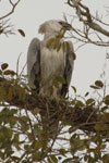 Harpy Eagle