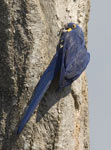 Hyacinth Macaw