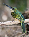 Rufous-Tailed Jacamar