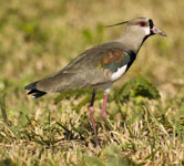 Southern Lapwing