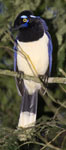 Plush-Crested Jay
