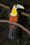 Red-Breasted Toucan