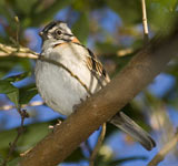 Rufous-Collared Sparrow