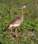 Red-Legged Seriema