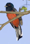 Surucua Trogon