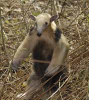Tamandua (Collared Anteater)