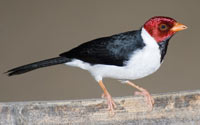 Yellow-Billed Cardinal