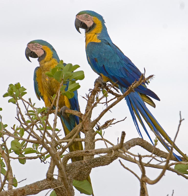 Blue+macaw+bird+photo