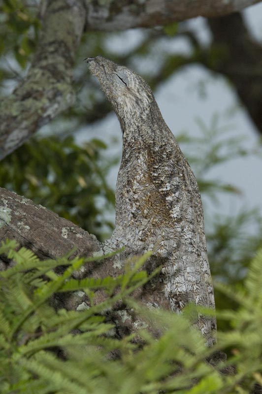 http://www.geometer.org/Brazil2006/images/GreatPotoo.jpg