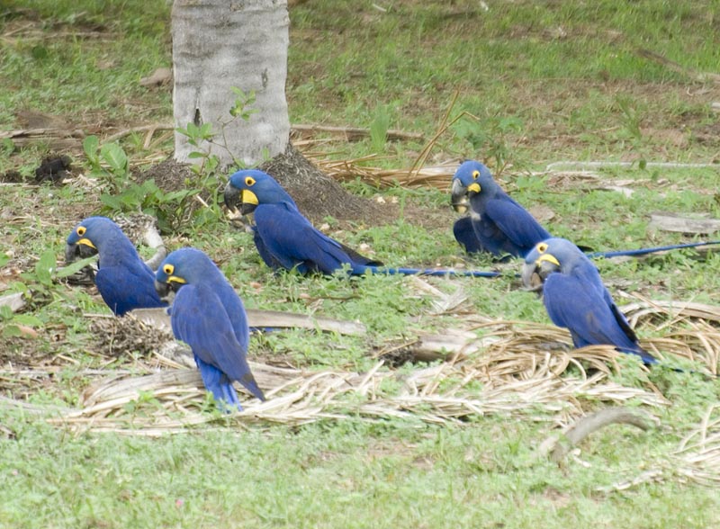 Macaw+bird+wallpaper