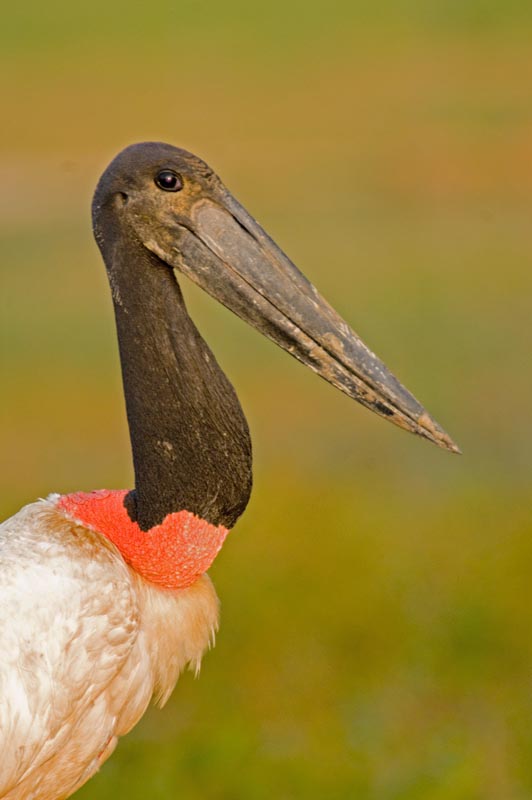 Jabiru