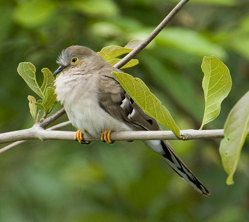 LongTailedGroundDove.jpg