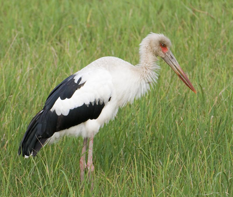 MaguariStork.jpg