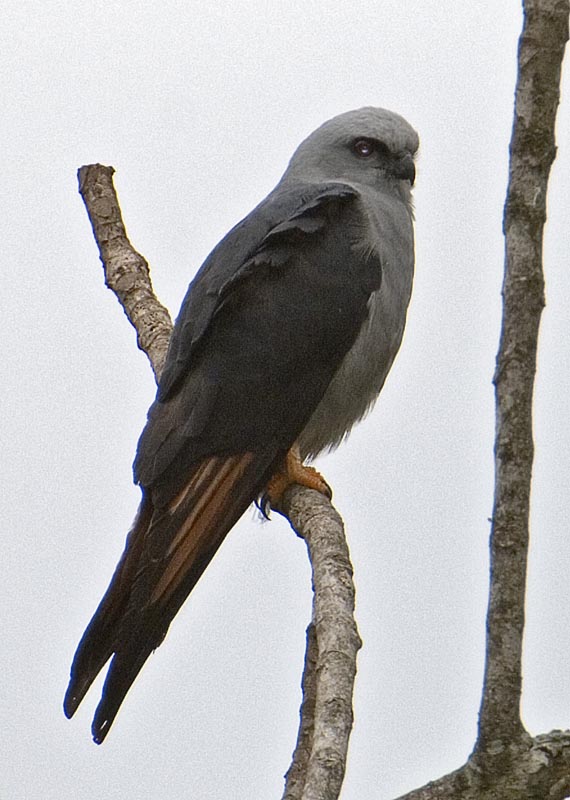 plumbeous kite