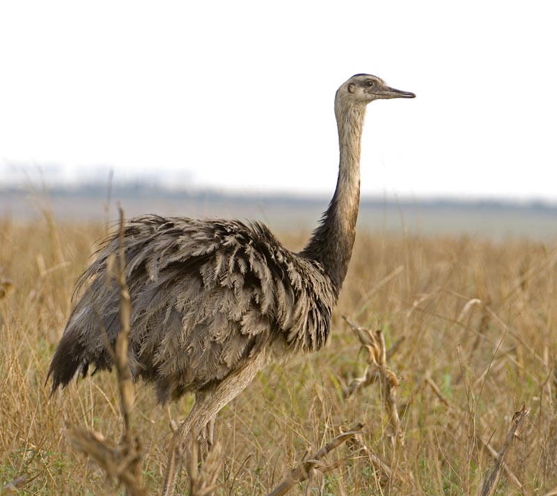 Greater Rhea Pictures - Images - Photos 