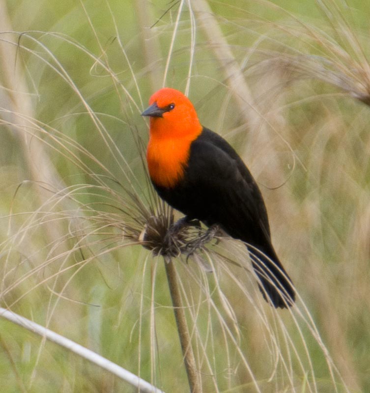 http://www.geometer.org/Brazil2006/images/ScarletHeadedBlackbird1.jpg