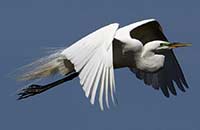 Great Egret