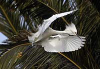 Snowy Egret