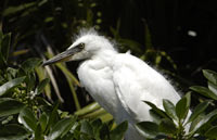 Snowy Egret head