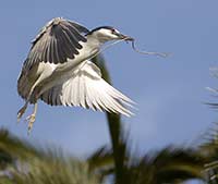 Black-crowned Night-Heron