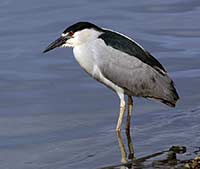 Black-crowned Night-Heron