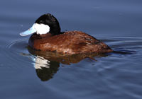 Ruddy Duck