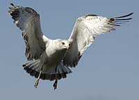 Herring Gull