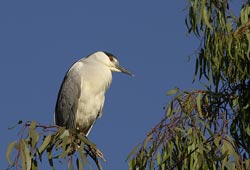 Black-crowned Night-Heron