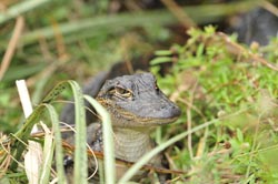 American Alligator