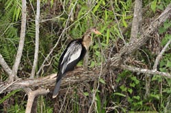 Anhinga