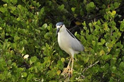 Black-crowned Night-Heron